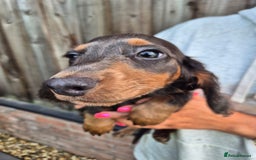 Miniature Dachshund dogs for sale: Miniature dachshund puppies  - Image 5