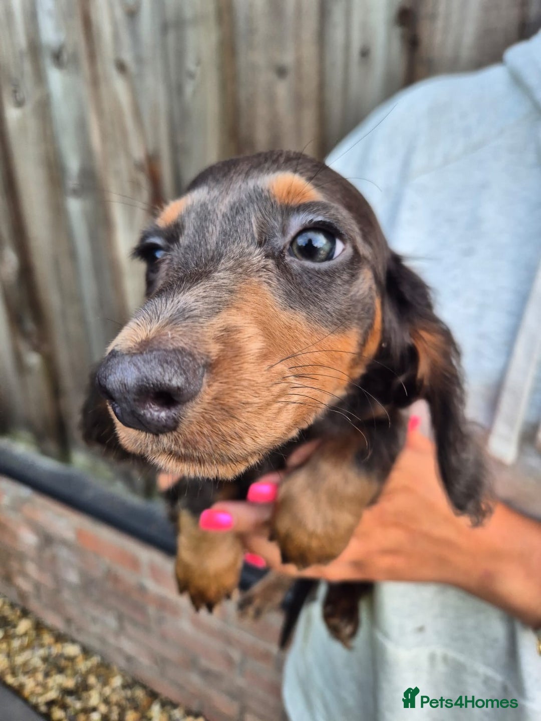 Miniature Dachshund dogs for sale: Miniature dachshund puppies  - Image 5