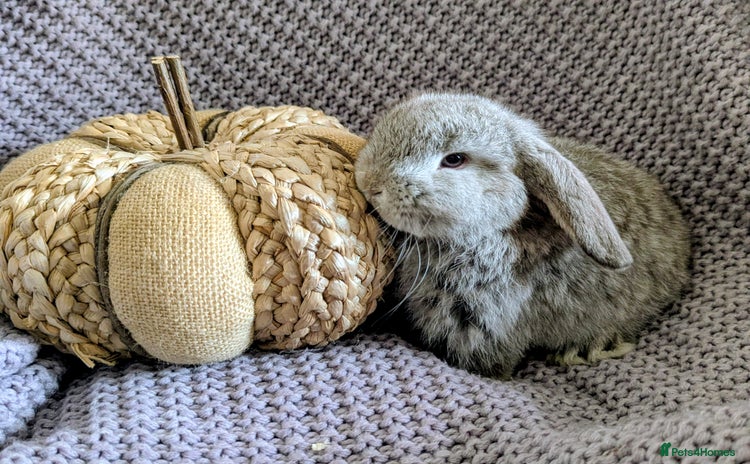 Mini Lop rabbits - Advert 4