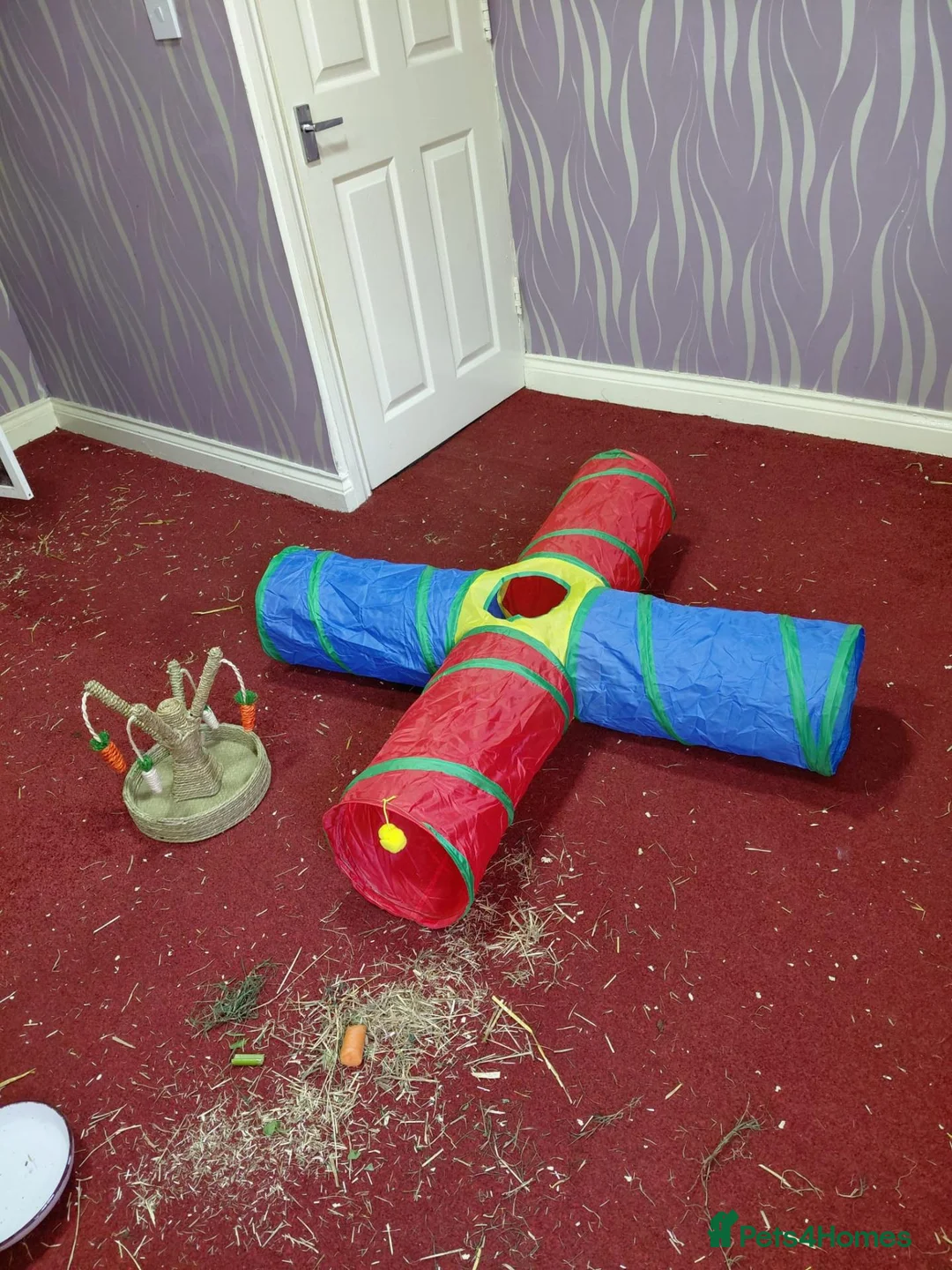 Lionhead rabbits for sale: URGENT HOME NEEDED - One male rabbit called quinn - Advert 5