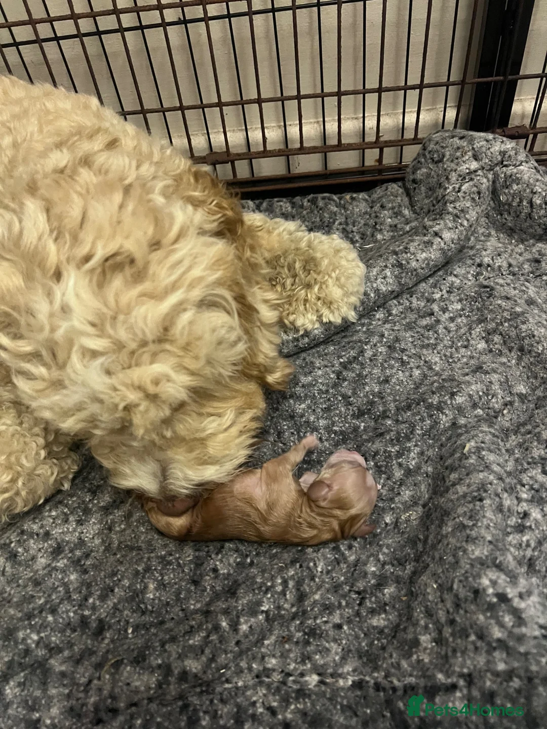 Cockapoo dogs for sale: Cockapoo F1 puppies for their new homes.  in Leyland - Advert 2
