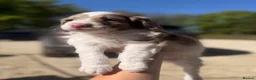 Sproodle dogs for sale: Outstanding Rare F1 Sproodle Puppies for sale  - Advert 7