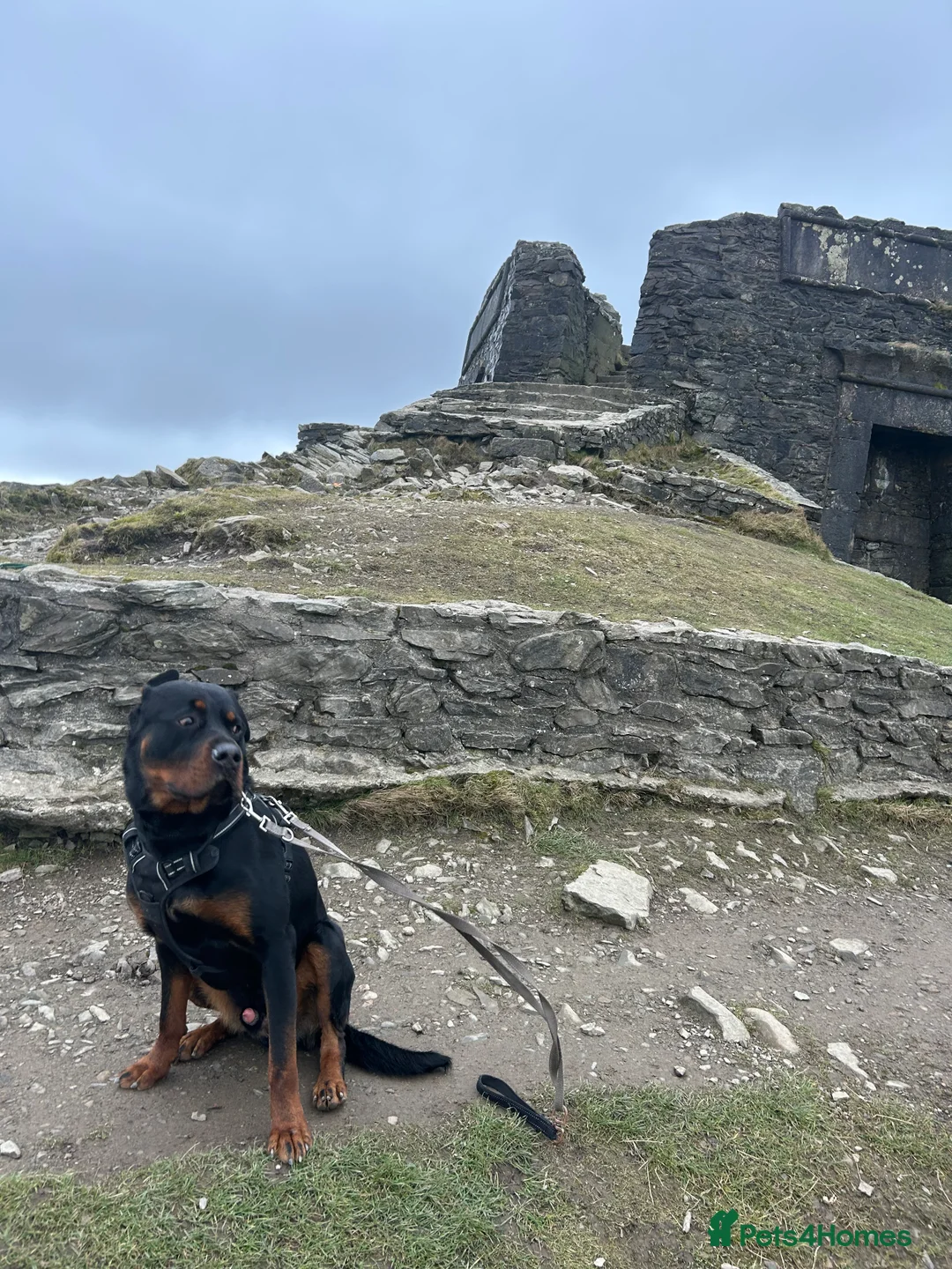 Rottweiler dogs for sale: 2 year old male full German  - Advert 17