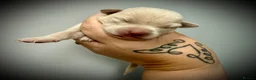 Labrador Retriever dogs for sale: KC health tested 2females left,champagne & silver  - Advert 19