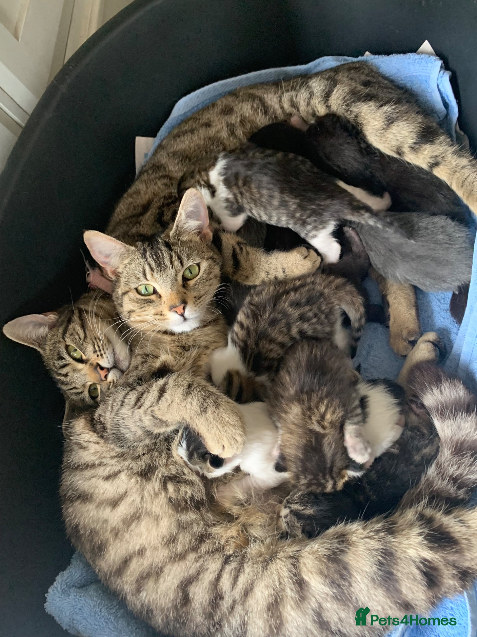 Mixed Breed cats Home reared Kittens (m/chip, vac & Vet checked) - Advert 2