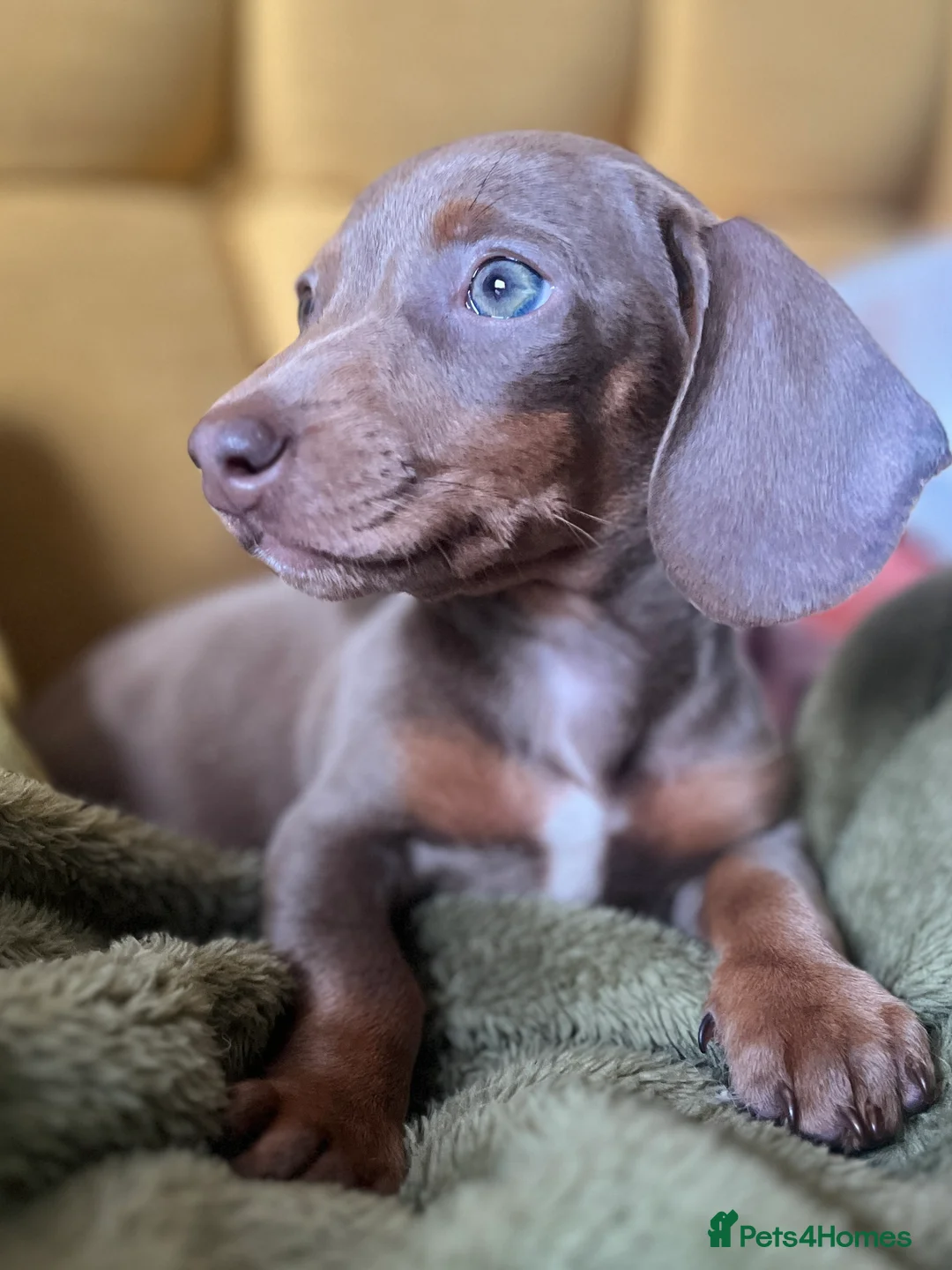 Miniature Dachshund dogs for stud: STUD: Proven Handsome Isabella Mini Daxi  in Hitchin - Advert 4