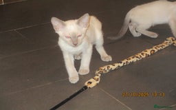 Siamese cats for sale: siamese blue point boy - Image 3