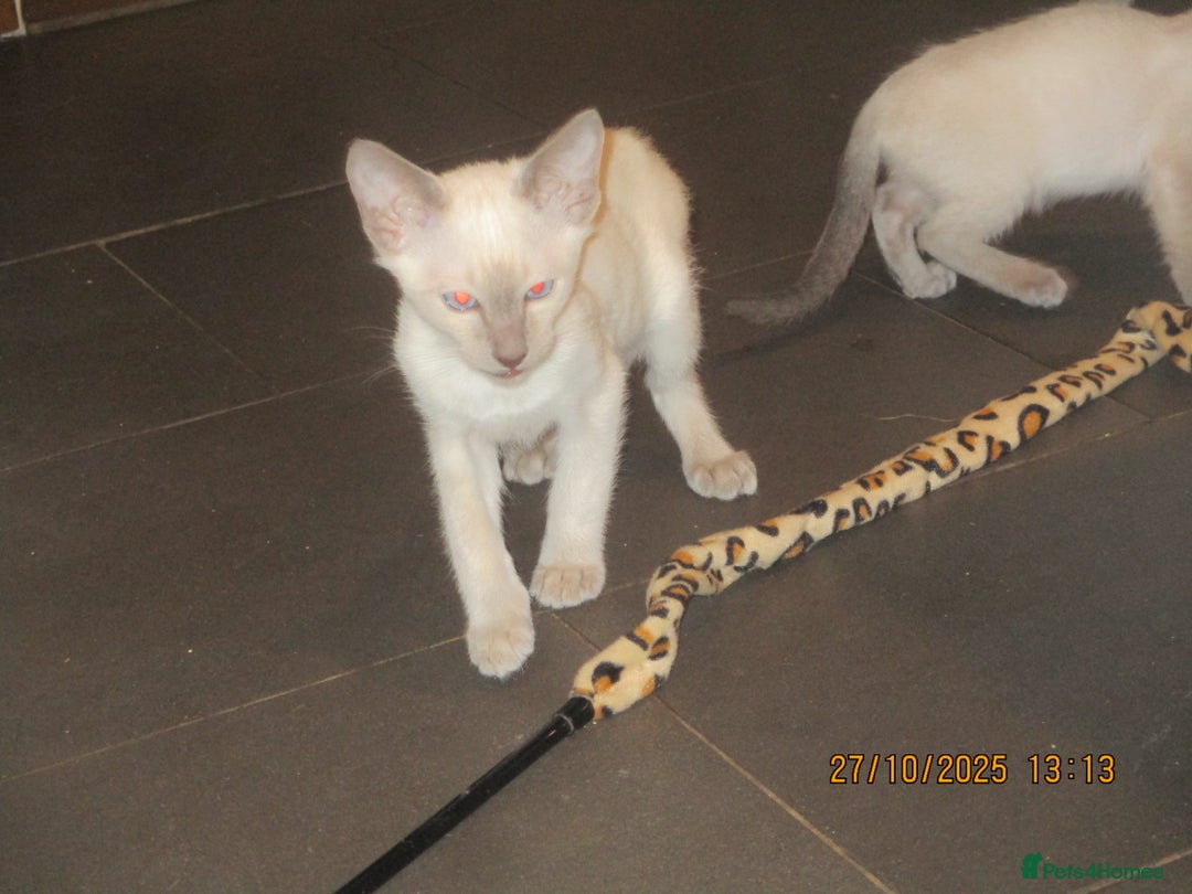 Siamese cats for sale: siamese blue point boy - Image 3