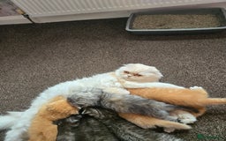 Scottish Fold cats for sale: 💫🐾Adorable kittens looking for loving homes🐾💫 - Image 15
