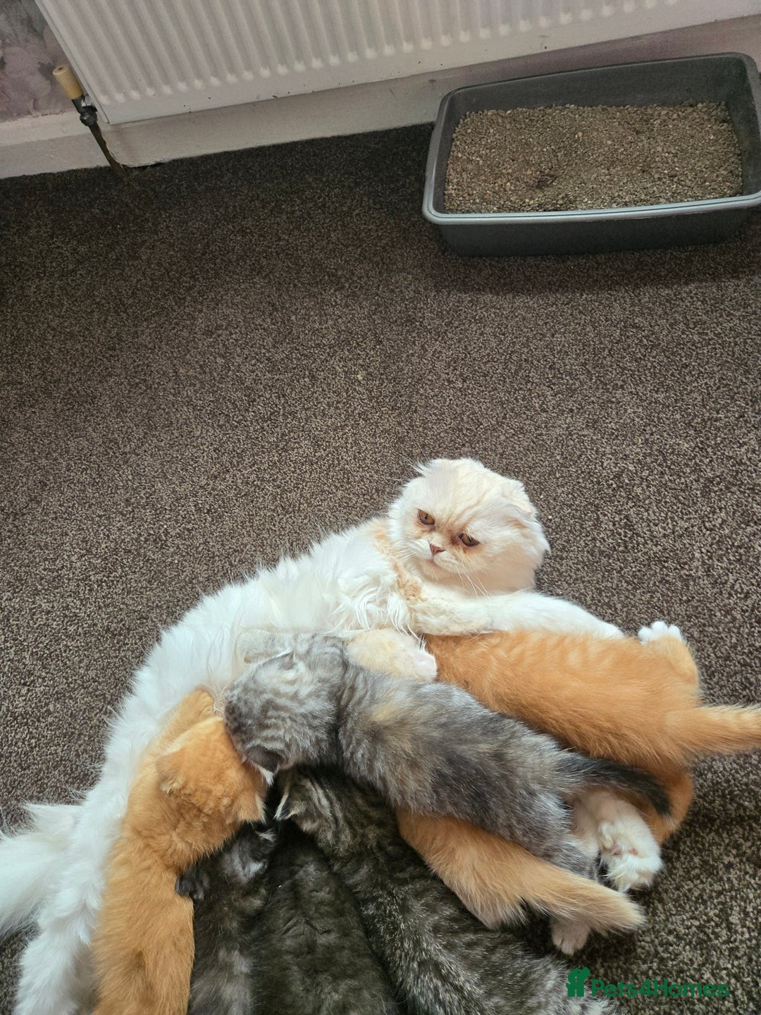 Scottish Fold cats for sale: 💫🐾Adorable kittens looking for loving homes🐾💫 - Image 15