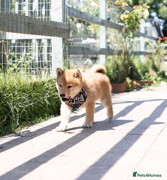 Japanese Shiba Inu dogs Outstanding original Japanese Shiba Inu puppies  - Advert 1