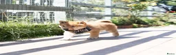 Japanese Shiba Inu dogs for sale: Outstanding original Japanese Shiba Inu puppies  - Advert 5