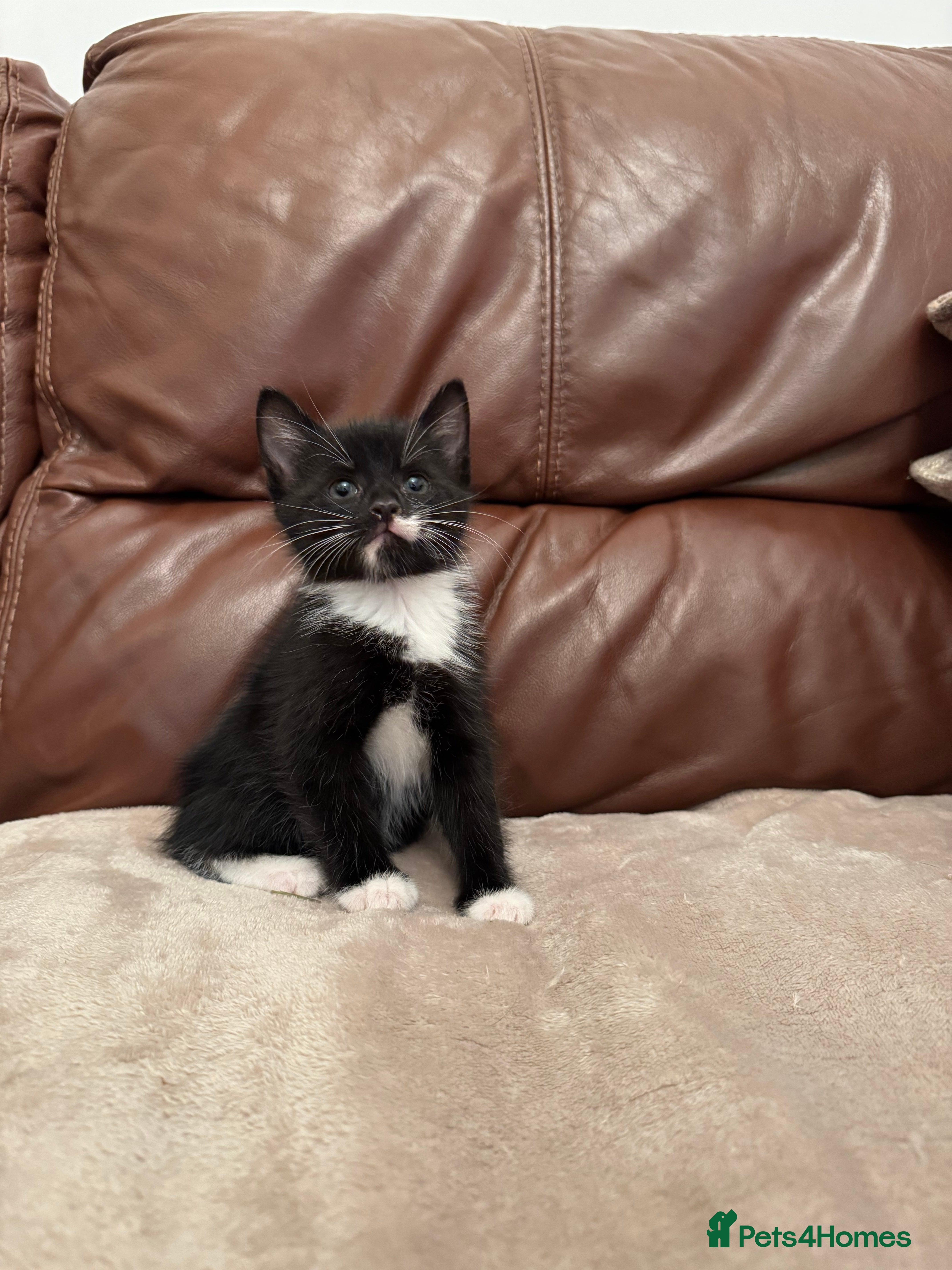 Mixed Breed cats Beautiful kittens  - Advert 2