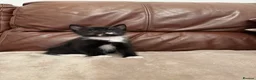 Mixed Breed cats for sale: Beautiful kittens  - Advert 2