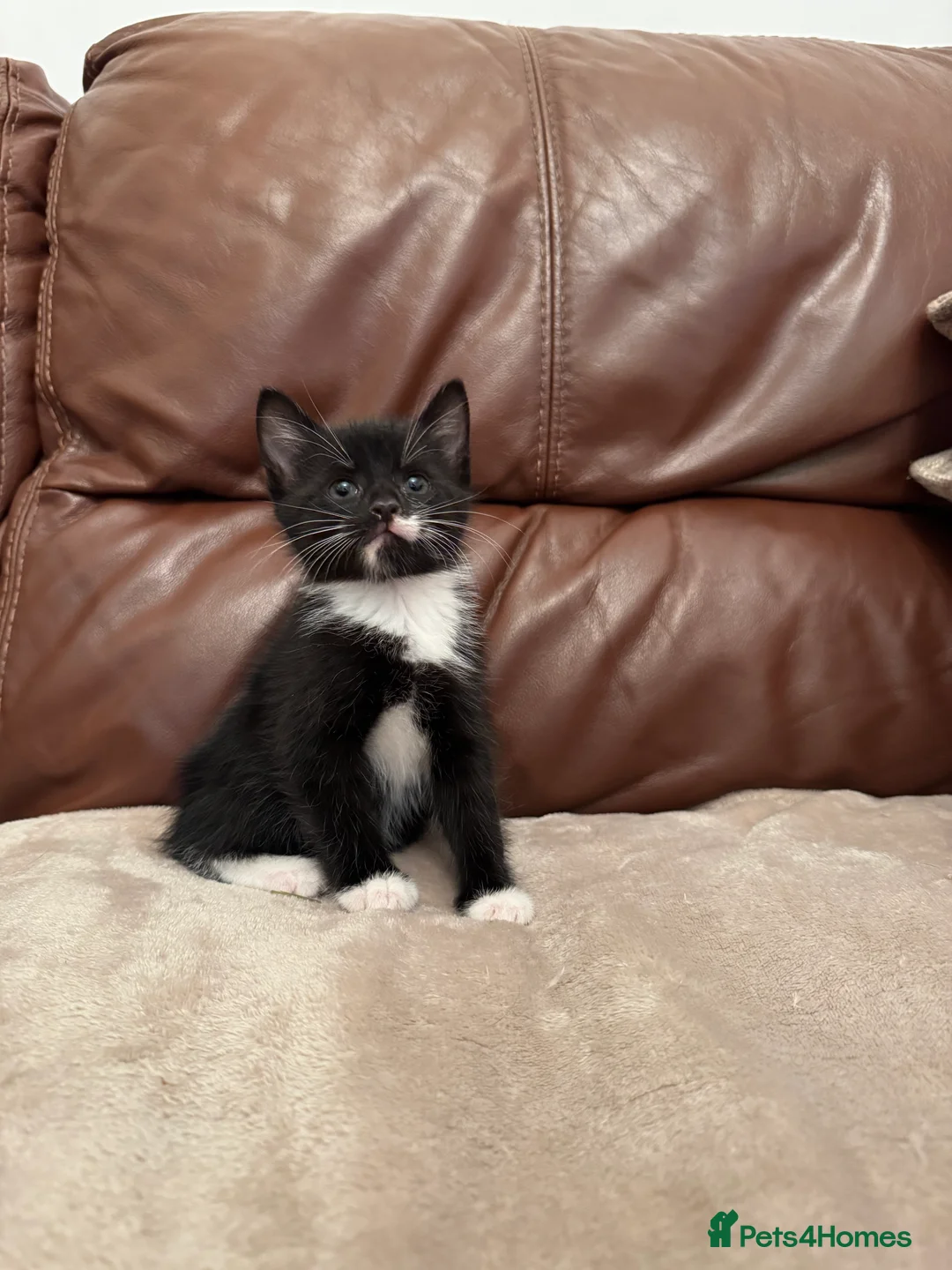 Mixed Breed cats for sale: Beautiful kittens  - Advert 2