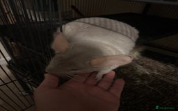 Chinchilla rodents for sale: Cute Chinchilla Male with cage - Image 3