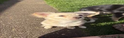 Chihuahua dogs for sale: Long haired golden chihuahua  - Advert 3