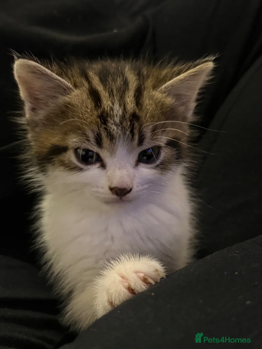 Mixed Breed cats for sale: Cute, healthy & playful kittens 7weeks in London - Advert 10
