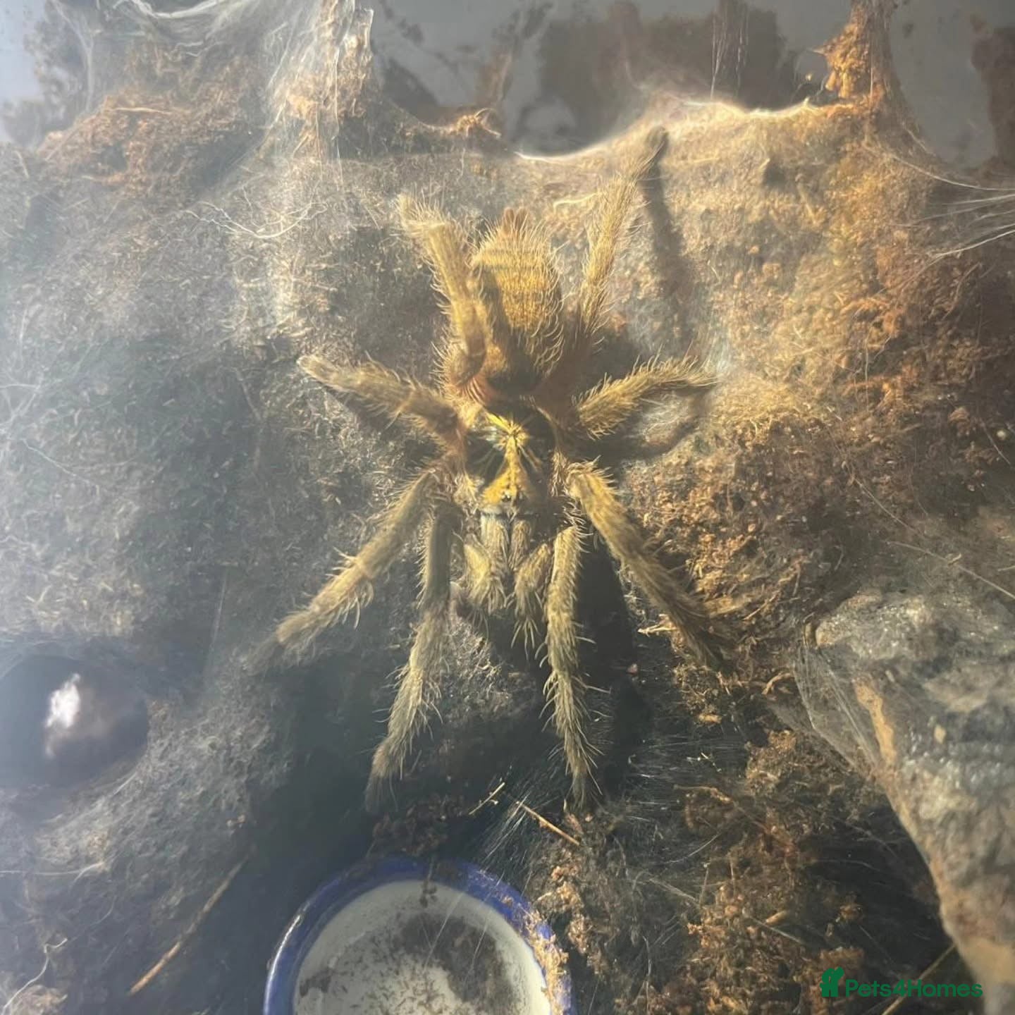 Tarantulas invertebrates Tarantula bundle - Advert 1