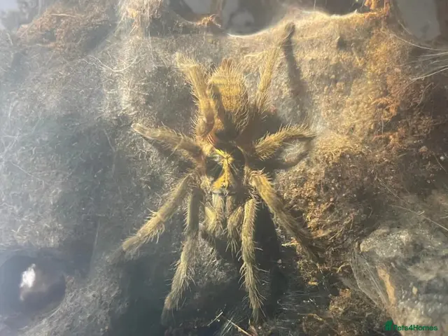 Tarantulas invertebrates Tarantula bundle - Advert 1