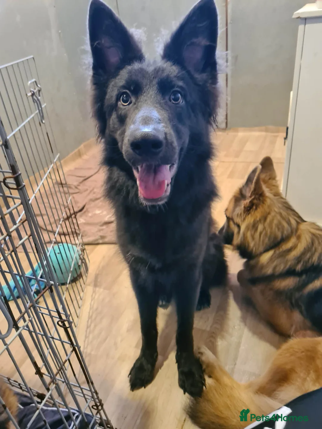 German Shepherd dogs for stud: Solid blue german shepherd for stud in Stevenston - Advert 2