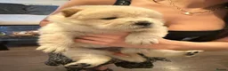 Chow Chow dogs for sale: Gorgeous Chow Chow Puppies 🐻 - Advert 7