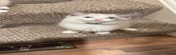 Ragdoll cats for sale: Ragdoll kittens for sale  - Advert 25