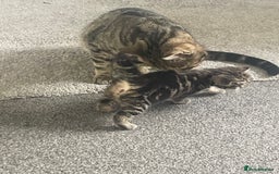 Mixed Breed cats for sale: Female kittens  - Image 4