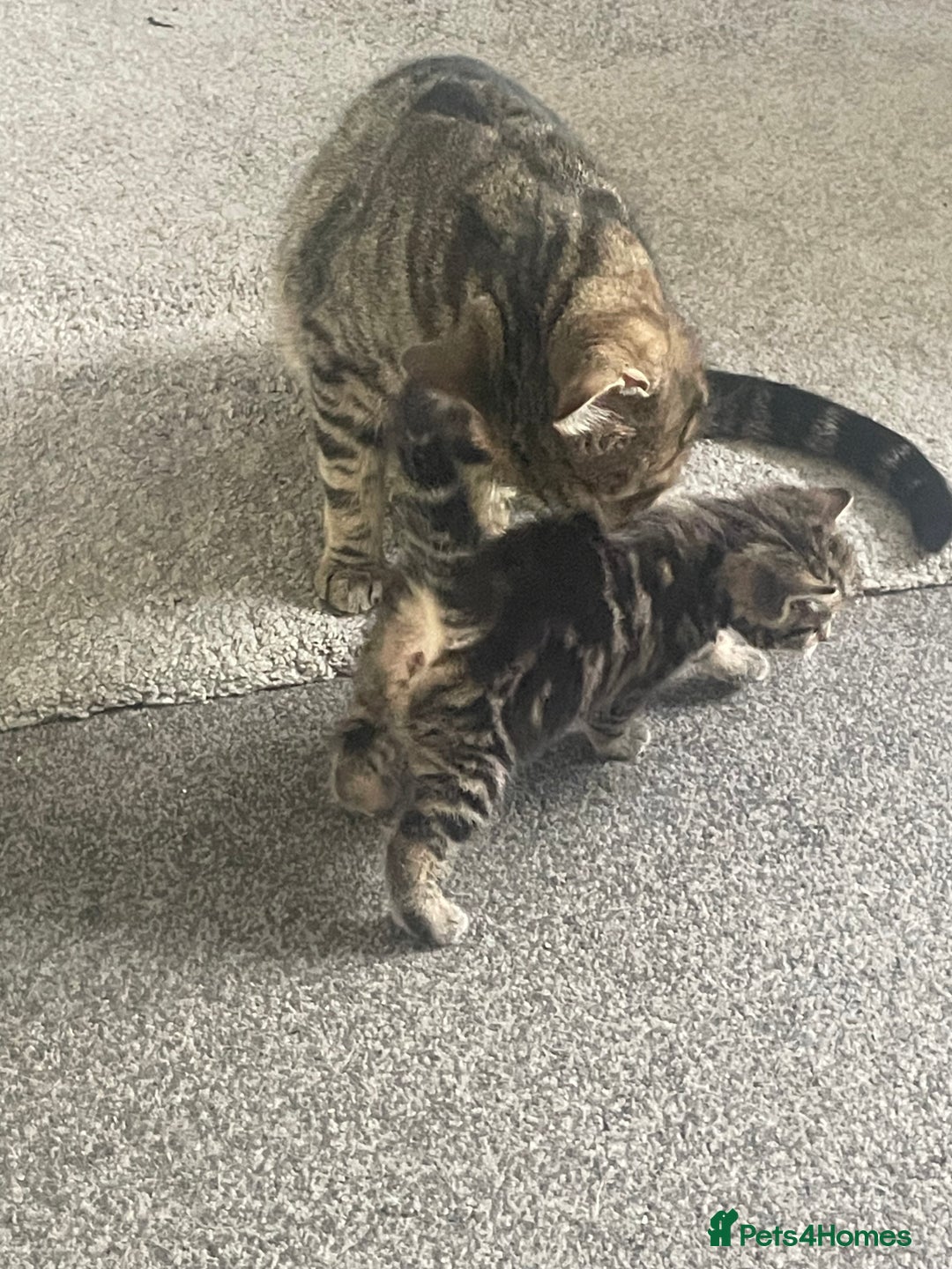 Mixed Breed cats for sale: Female kittens  - Image 4