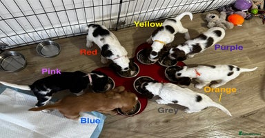 Cocker Spaniel dogs Pedigree Cocker Spaniels Puppies - 5 left - Advert 5