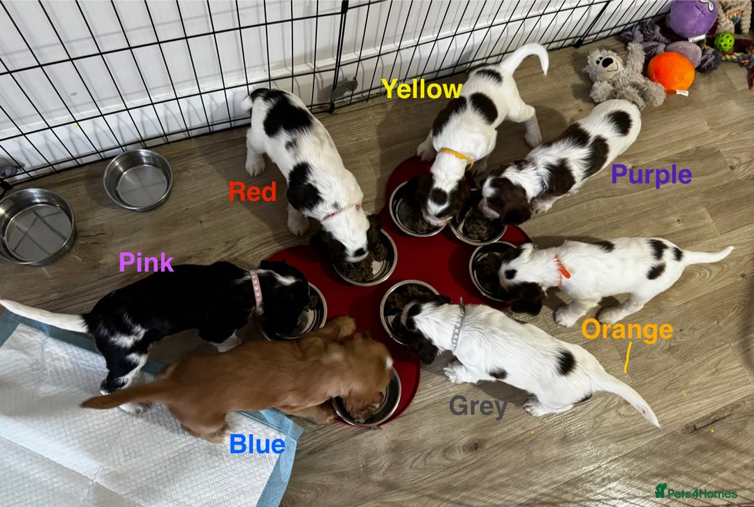 Cocker Spaniel dogs for sale: Fantastic Show / Working Cocker Spaniels - Advert 5