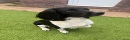 English Springer Spaniel dogs for stud:  Proven English Springer Spaniel Stud - Advert 5