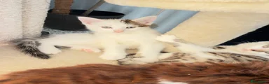 Mixed Breed 1