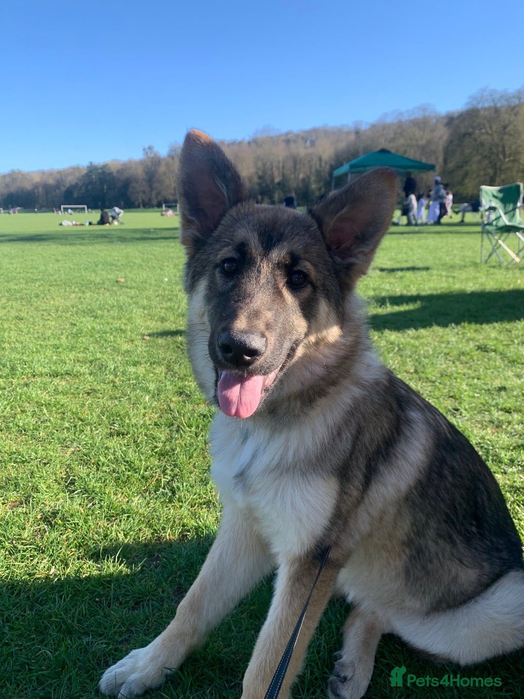 Mixed Breed dogs for sale: Alaskan shepherd  - Advert 8