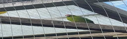 Mixed Breed birds for sale: Various colours of Kakariki for sale  - Advert 2