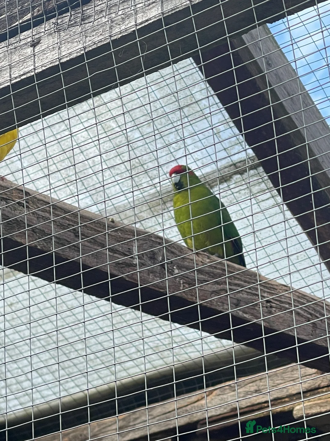 Mixed Breed birds for sale: Various colours of Kakariki for sale  - Advert 2