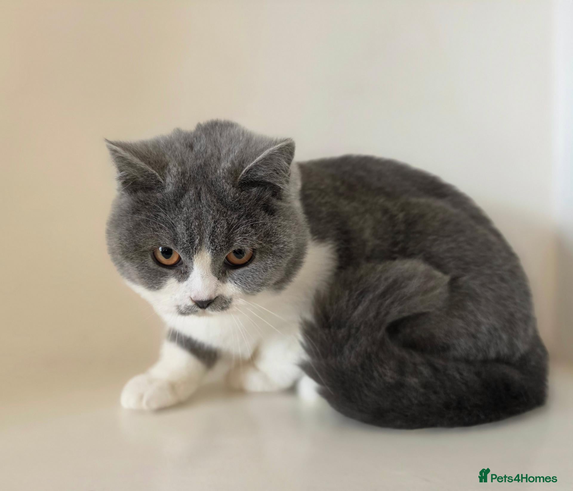 British Shorthair cats for sale: LAST ONE GCCF REG BSH - ready to leave - Advert 2