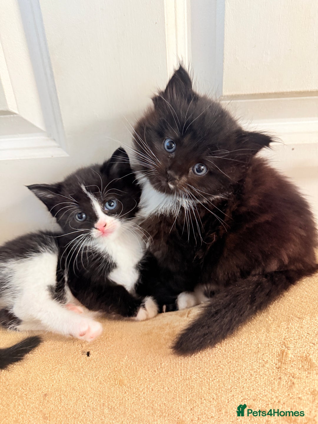 Mixed Breed cats for sale: 4 Beautiful TUXEDO Kittens Available <3 - Advert 12