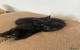 Mixed Breed cats for sale: Black Kittens  - Image 4