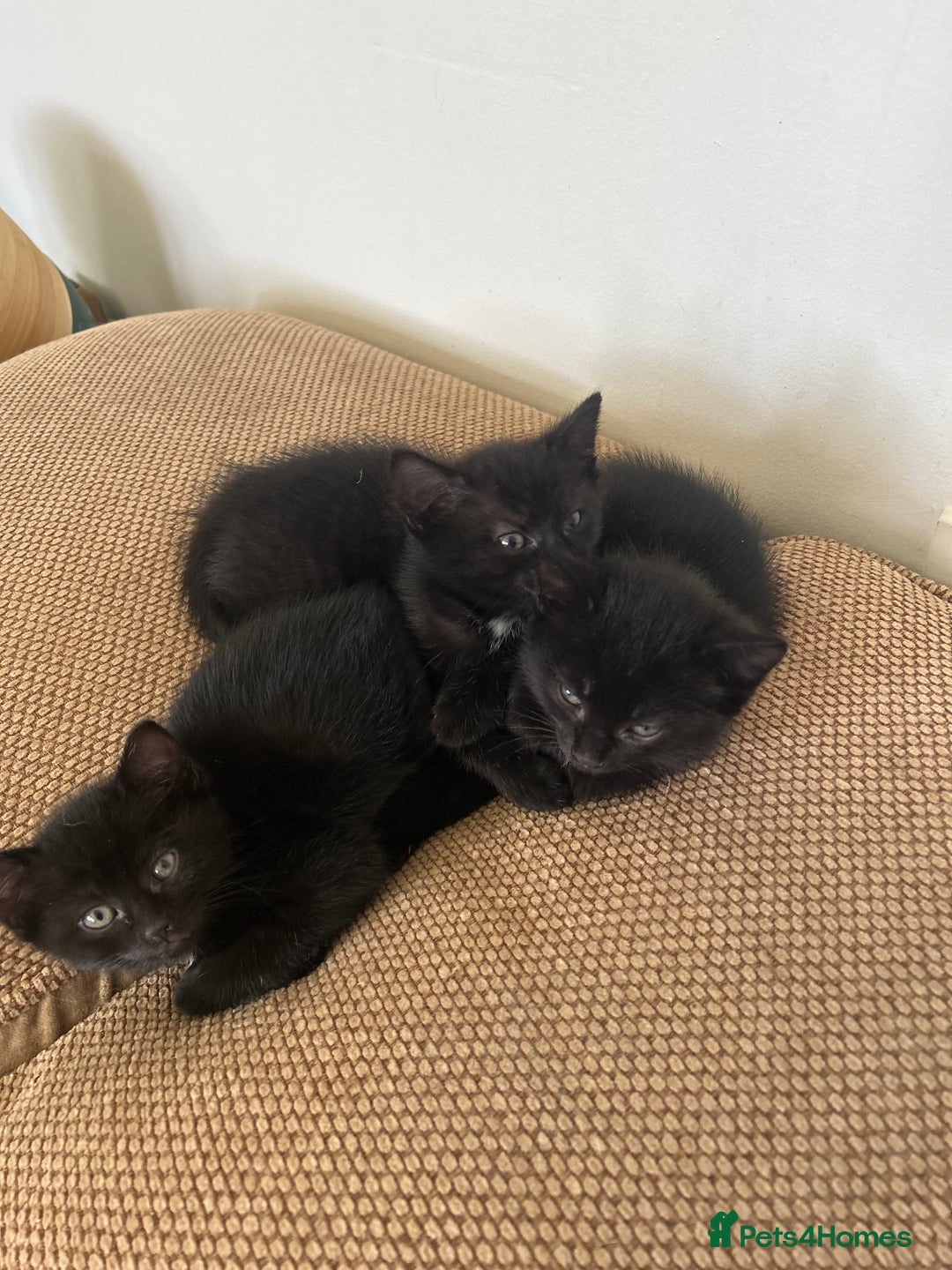 Mixed Breed cats for sale: Black Kittens  - Image 4
