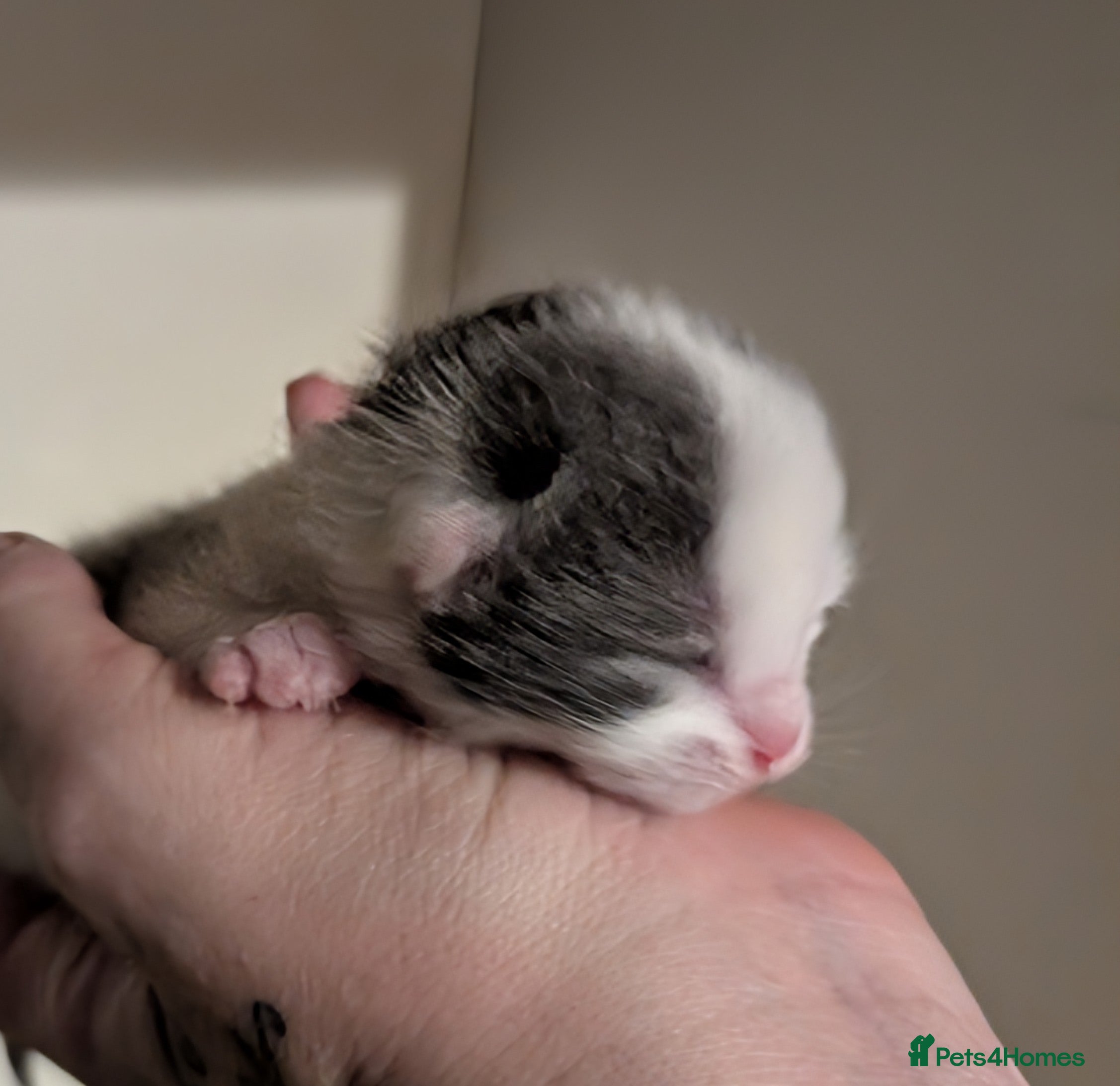 Domestic Shorthair cats for sale: 🖤 LAST KITTEN REMAINING – Midnight 🖤 - Advert 40