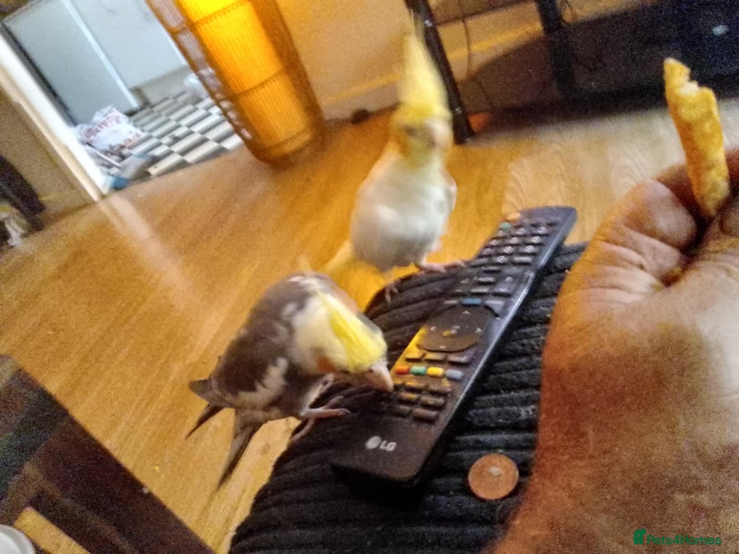 Cockatiels birds for sale: 4 lovely tame cocktails  - Image 1