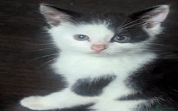 Mixed Breed cats for sale: Kittens for sale - Image 3