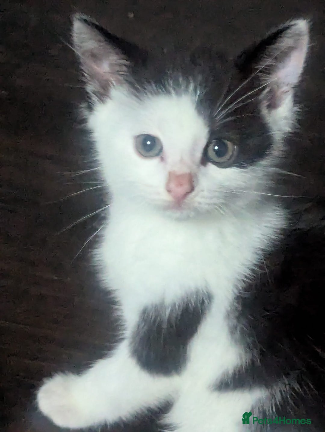 Mixed Breed cats for sale: Kittens for sale - Image 3