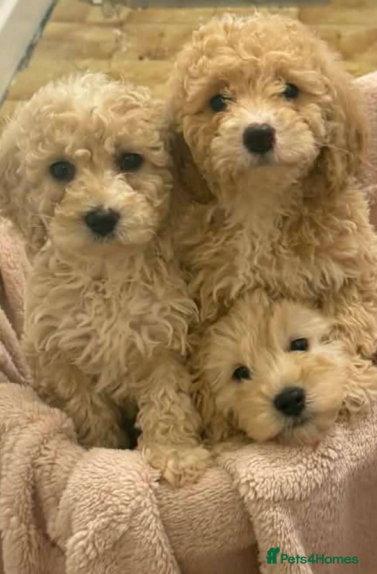 Cockapoo dogs Adorable Cockapoo puppies for sale 🐶 - Advert 2