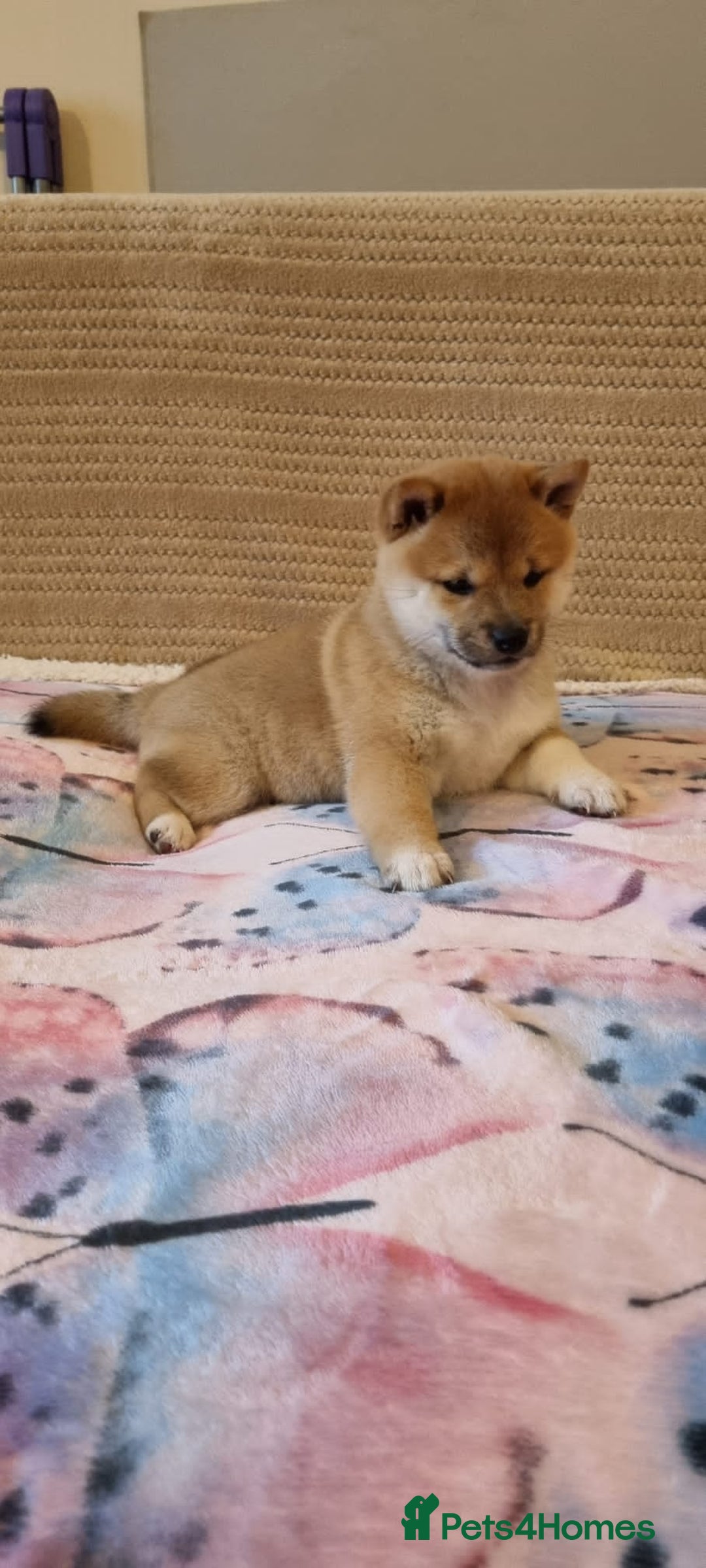 Japanese Shiba Inu dogs for sale: Beautiful Japanese Shiba Inu Puppies - Image 12