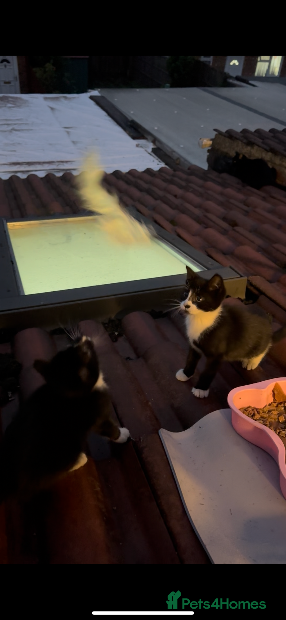 Domestic Shorthair cats for sale: Abandoned kittens and mother cat - Image 3