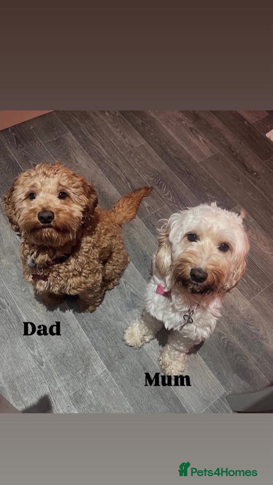 Cockapoo dogs for sale: Male cockapoo - Advert 2