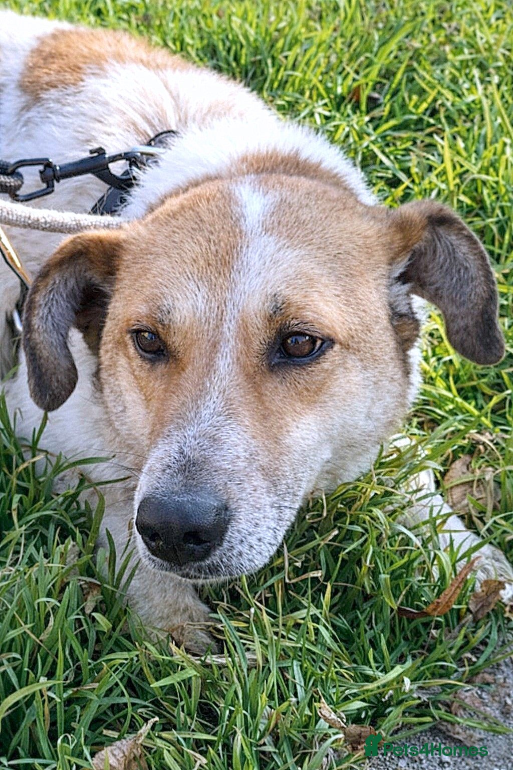 Mixed Breed dogs 🤍 JUNIOR – a gentle soul waiting for his family - Advert 3