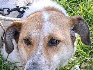 Mixed Breed dogs 🤍 JUNIOR – a gentle soul waiting for his family - Advert 12